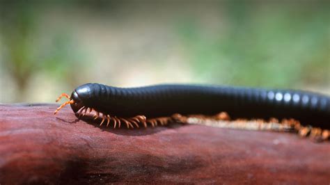 Giant Millipede: A Glimpse into the Slow-Moving World of Armored Wonders!