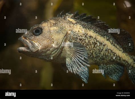  Greenling: An Unexpectedly Colorful Fish That Lives in Shallow Coastal Waters!