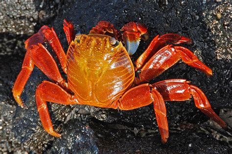  Red Rock Crab: Are Their Claws Truly As Powerful As They Appear?