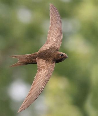  Swift! A Bird That Lives Life In Fast Forward With Its Exceptional Aerial Prowess