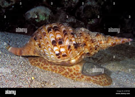  Triton Snail: A Magnificent Shell-Dwelling Predator Lurking Beneath the Waves