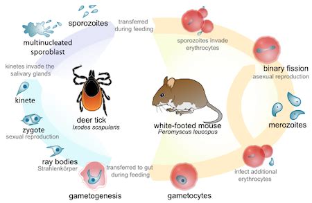 Yakaworga - An Intriguing Parasite Known for Its Complex Life Cycle and Ability to Thrive Within its Hosts!