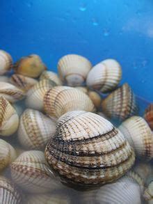  Cockle! A Surprisingly Resilient Bivalve Filtering Treasures from the Tidal Sands