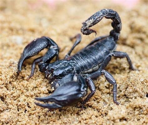  Emperor Scorpion: A Nocturnal Predator With Remarkable Defensive Abilities