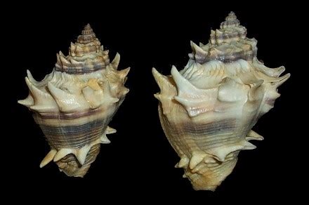  Florida Crown Conch: A Shell-ebrating Snail That Takes the Slow Lane in Style!