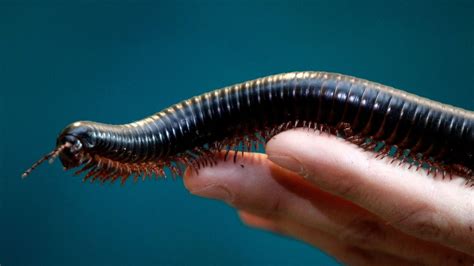  Hello! Have You Heard of This Millipede Marvel With More Legs Than Your Worst Nightmare?