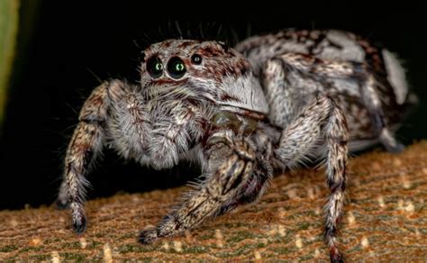  Jumping Spider: A Miniature Marvel Unveiling a World through Eight Eyes