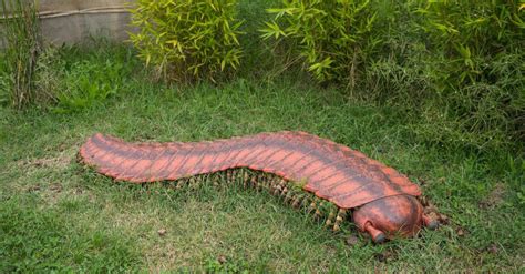 Millipedes: Where Ancient Armor Meets Gentle Giants on Earth!