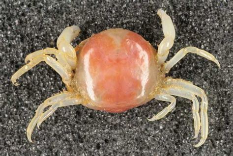 Pea Crab! A Miniature Marvel Hiding Among Thorny Hosts!