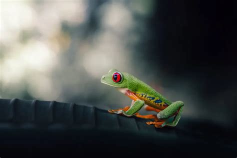 Purple Frog – A Jewel of Camouflage Among Ancient Rainforests!