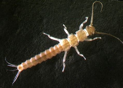 Stonefly A Curious Case Study of Aquatic Instar Transformations!