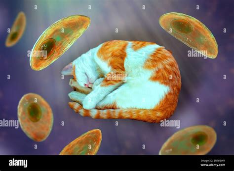  Toxoplasma Gondii: A Parasitic Prowler Hiding in Plain Sight