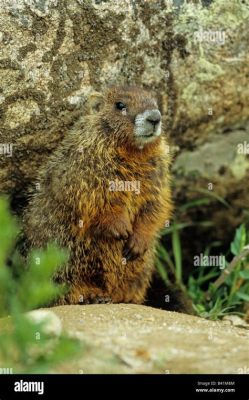  Yellow-Bellied Marmot: Where Energetic Burrowing Meets Majestic Alpine Landscapes!