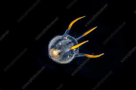 Zamanias!  These Tiny Hydrozoans Exhibit Remarkable Colonial Behaviors With Striking Luminescent Capabilities