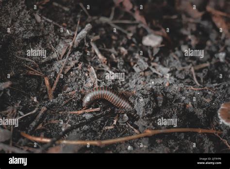 Zig Millipede: A Nocturnal Forager Burrowing Through Humus-Rich Forest Floors!