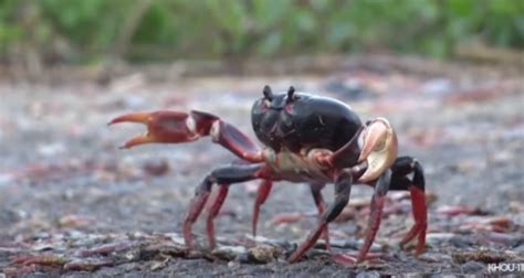  Zombie Crabs: These Underwater Scavengers Are Truly Masters of Disguise!